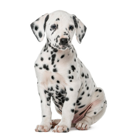 Dalmatian puppy sitting in front of a white backgroundの写真素材