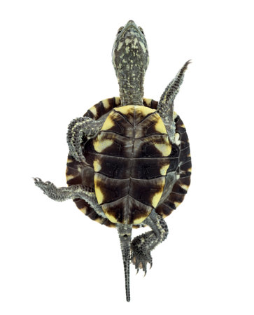 European pond turtle (1 year old), Emys orbicularis, swimming in front of a white backgroundの写真素材