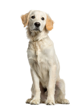 Golden retriever sitting in front of a white backgroundの写真素材