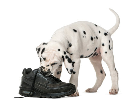 Dalmatian puppy chewing a shoe in front of a white backgroundの写真素材
