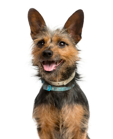 Close-up of a Crossbreed dog in front of a white backgroundの写真素材