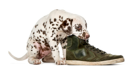 Dalmatian puppy chewing a shoe in front of a white backgroundの写真素材
