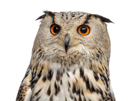 Close-up of a Siberian Eagle Owl - Bubo bubo (3 years old) in front of a white backgroundの写真素材