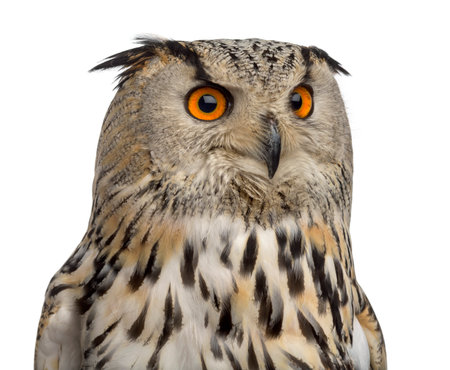 Close-up of a Siberian Eagle Owl - Bubo bubo (3 years old) in front of a white backgroundの写真素材