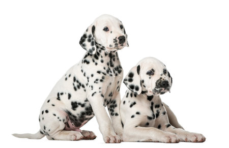 Two Dalmatian puppies in front of a white backgroundの写真素材