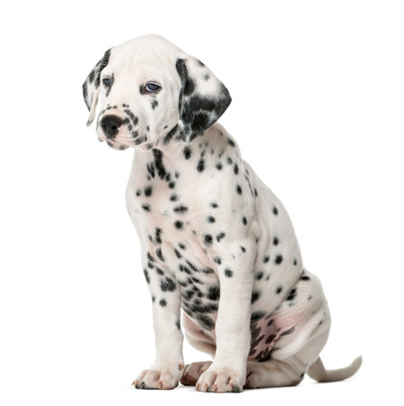Dalmatian puppy sitting in front of a white backgroundの写真素材