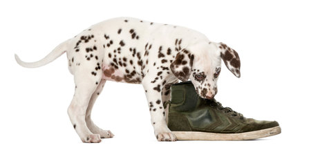 Dalmatian puppy chewing a shoe in front of a white backgroundの写真素材