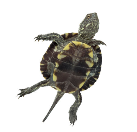 European pond turtle (1 year old), Emys orbicularis, swimming in front of a white background