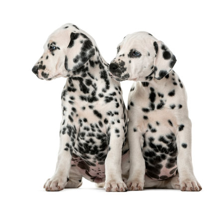 Two Dalmatian puppies sitting in front of a white backgroundの写真素材