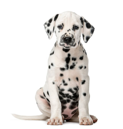 Dalmatian puppy sitting in front of a white backgroundの写真素材