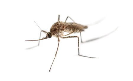 Tiger mosquito isolated on whiteの写真素材