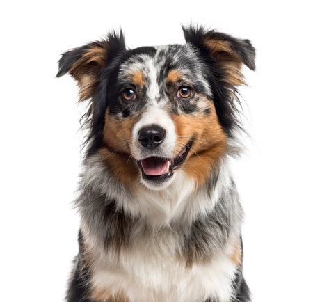 Close up of an Australian Shepherd looking at the camera, isolated on white (1 year old)の写真素材