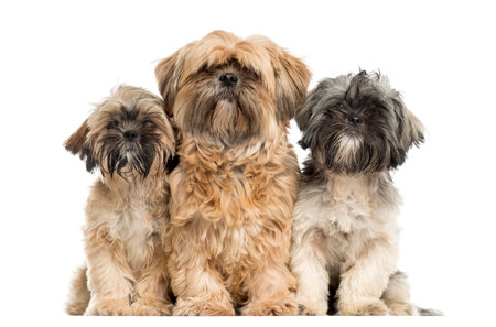 Three Shih Tzu sitting in front of a white backgroundの写真素材
