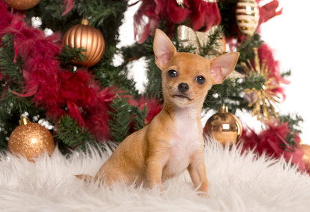 Chihuahua puppy sitting in front of a Christmas tree and looking at the camera (10 weeks old)の写真素材