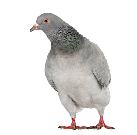 Texan Pioneer Pigeon isolated on whiteの写真素材