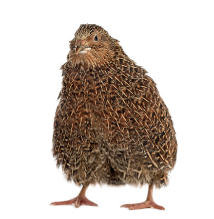 Japanese quail isolated on whiteの写真素材