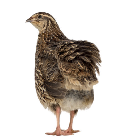 Rear view of a Japanese Wild Quail isolated on whiteの写真素材