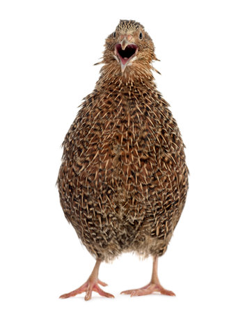 Japanese quail singing and walking, isolated on white