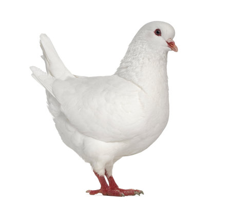 White King pigeon isolated on whiteの写真素材