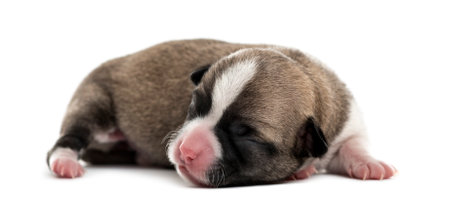 Chihuahua puppy sleeping, isolated on whiteの写真素材