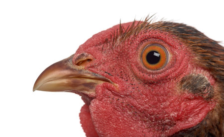 Close up of a Golden Wyandotte isolated on whiteの写真素材