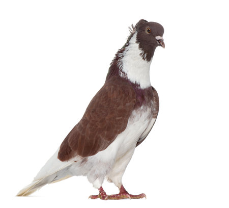 Red Belgian Ringslager pigeon isolated on whiteの写真素材