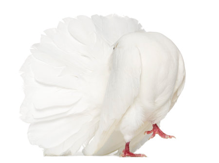 Peacock pigeon isolated on whiteの写真素材