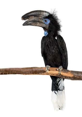 Black Casqued Hornbill perched on his branch, Ceratogymna atrata, isolated on whiteの写真素材