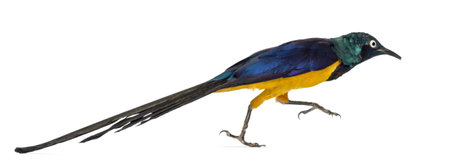 Golden Breasted Starling running, Lamprotornis Regius, isolated on whiteの写真素材