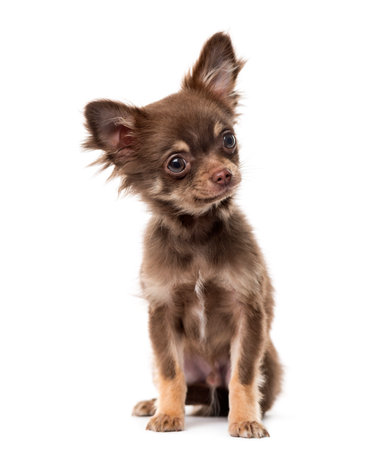Chihuahua puppy looking away and sitting, isolated on whiteの写真素材