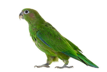 Profile of a Pileated Parrot, Pionopsitta pileata, isolated on white