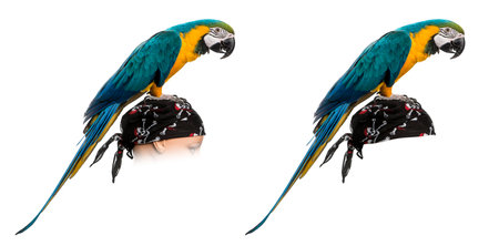 Blue-and-gold Macaw on a pirate bandana, isolated on whiteの写真素材