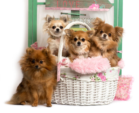 Group of dogs, a German Spitz and a Chihuahua sitting, in front of a rustic backgroundの写真素材