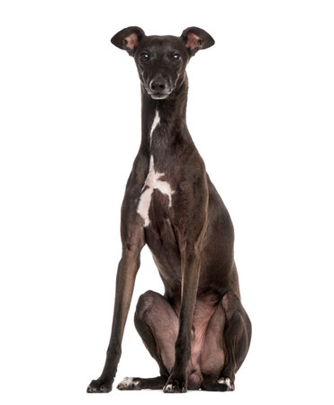 Italian Greyhound, Piccolo Levriero Italiano, sitting and isolated on whiteの写真素材