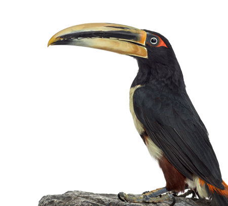 Profile of a Pale Mandibled Aracari perched on a rock, Pteroglossus Erythropygius, isolated on whiteの写真素材