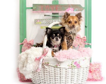 Couple of Chihuahua sitting, in front of a rustic backgroundの写真素材
