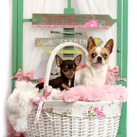 Couple of Chihuahua lying down, in front of a rustic backgroundの写真素材