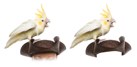 Yellow-crested Cockatoo on a pirate hat, isolated on whiteの写真素材