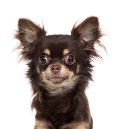 Close-up of a Chihuahua looking at the camera, isolated on whiteの写真素材