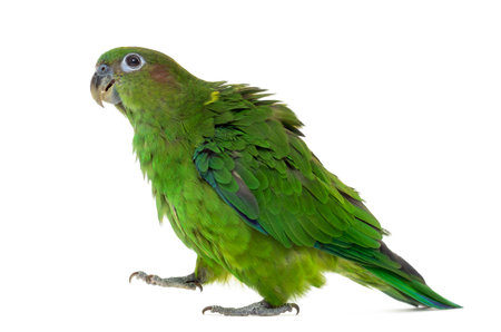 Pileated Parrot walking, Pionopsitta pileata, isolated on whiteの写真素材