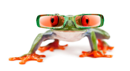 Red-eyed Treefrog, Agalychnis callidryas wearing sunglasses, isolated on whiteの写真素材