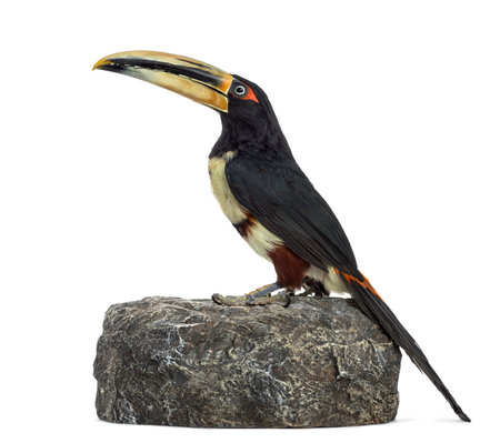 Profile of a Pale Mandibled Aracari perched on a rock, Pteroglossus Erythropygius, isolated on whiteの写真素材