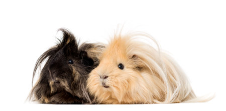Couple of Guinea Pig isolated on whiteの写真素材