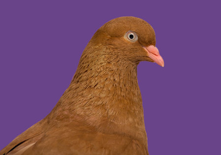 Close-up of a side view of a Tumbler belgium pigeon purple backgroundの写真素材