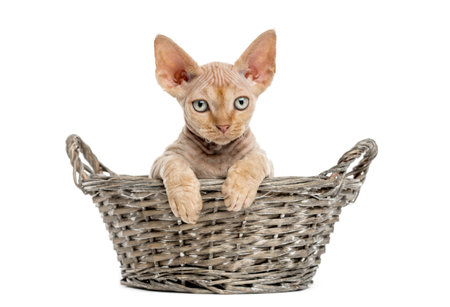young Devon rex relaxed in a wicker basket isolated on white