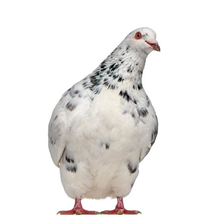Front view of a Texan pigeon questioning isolated on whiteの写真素材