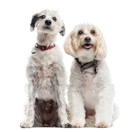 Two Mixed-breed dogs, 13 and 3 years old, sitting together, isolated on white