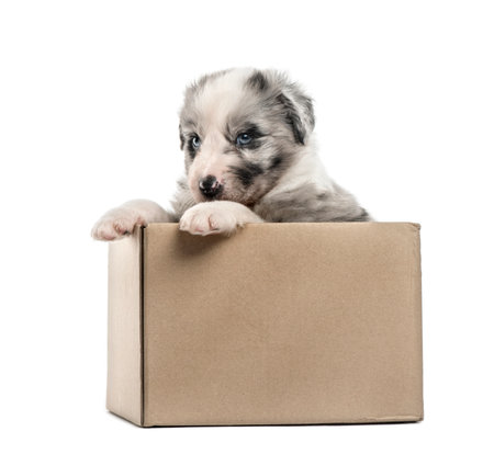 Young crossbreed puppy getting out of a box isolated on whiteの写真素材