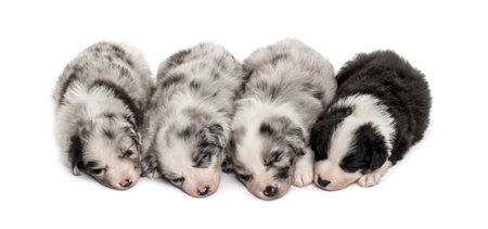 Group of crossbreed puppies sleeping in a row isolated on whiteの写真素材