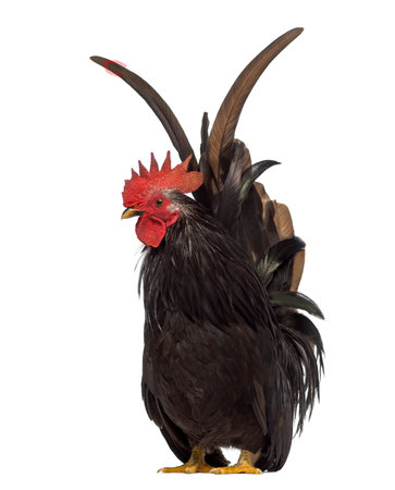 Front view of a Japanese bantam or Chabo isoleted on whiteの写真素材